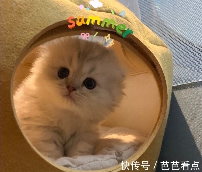 波斯猫泪痕清理实用小方法