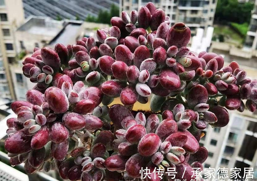 砍头|白露已过,多肉可以换盆和砍头,但操作过程中要注意4点和两不要