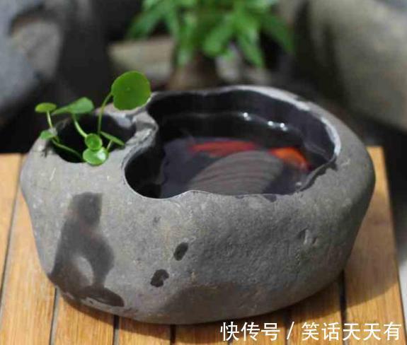 石头养花学2个小方法处理,千金难求!花友谁也舍不得卖