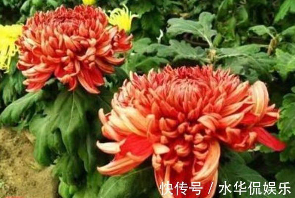 四季海棠|喜欢牡丹，不如养”优良名菊“徐妃醉妆，如秀丽妆容，清奇典雅