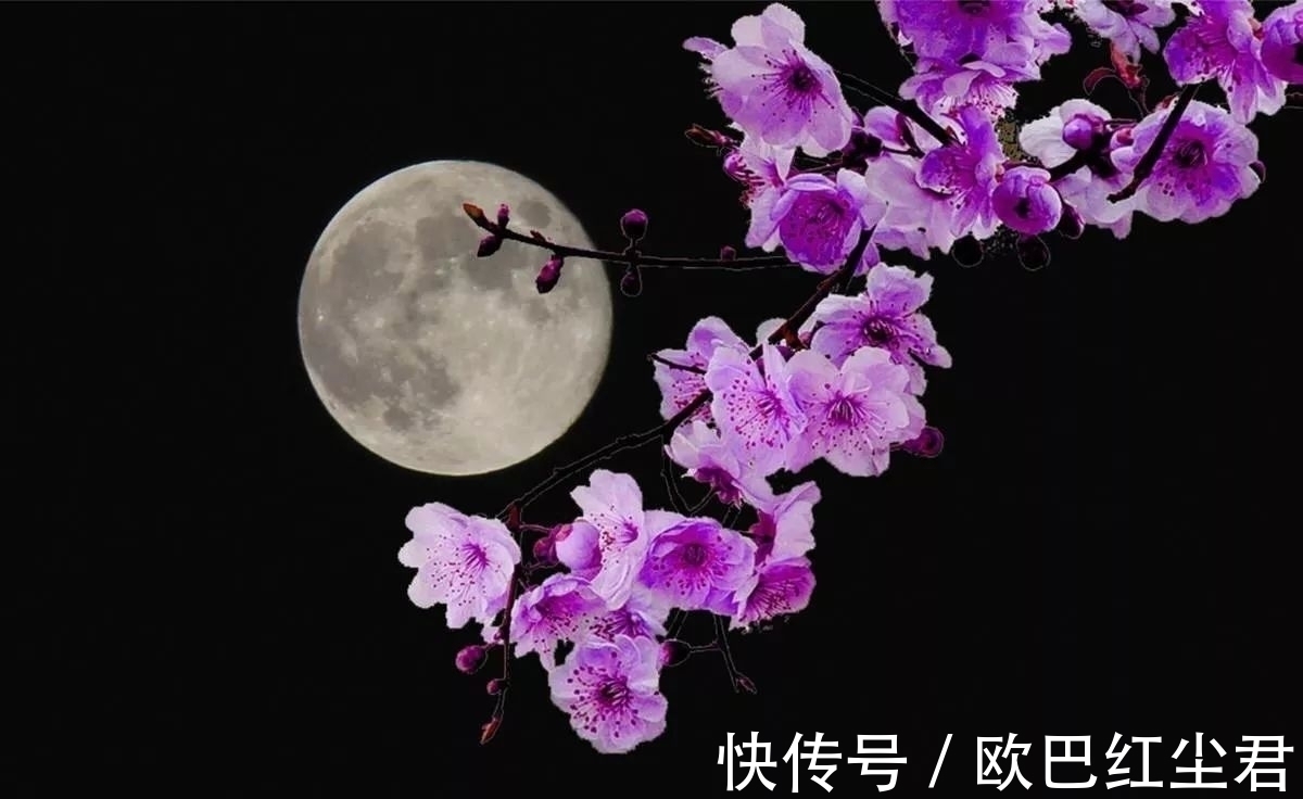 艳歌行@晚风摇曳清香逐,花好月儿圆,盈盈夜色,柔情似水,同赏婵娟