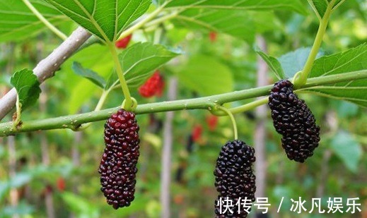 黑加仑黑加仑|子宫光滑的女人,都爱吃以下3种水果,排毒养颜、保护子宫不显老