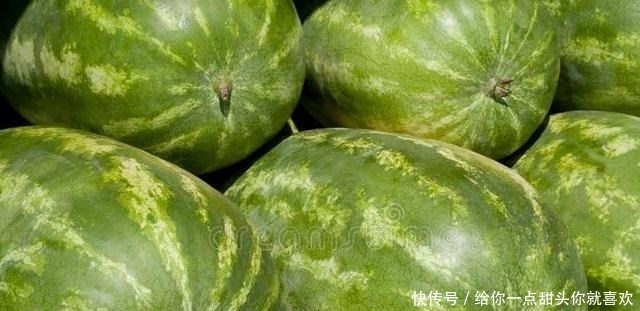 西瓜|挑西瓜时,别再拍来拍去了,教你简单3招,西瓜皮薄汁多还很甜