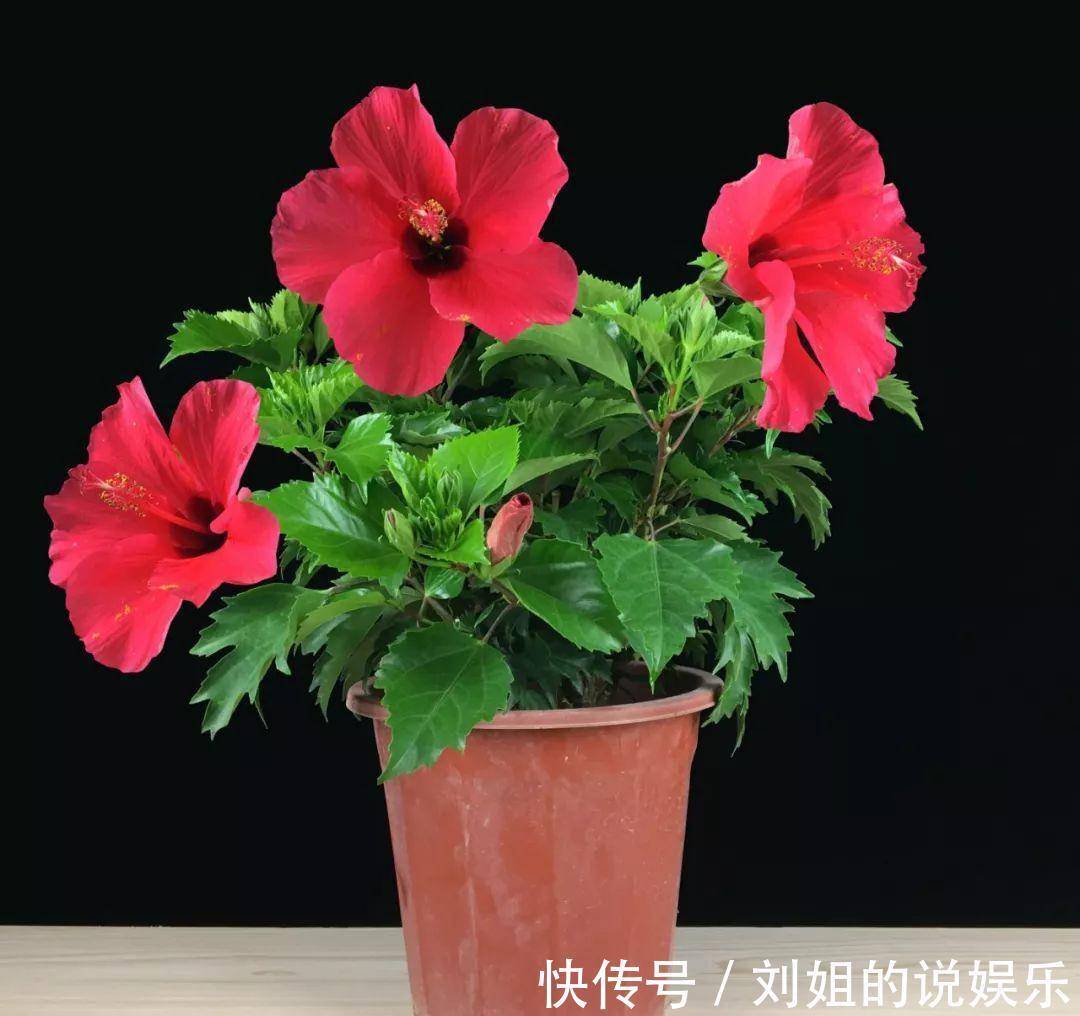 养花试试这几款,花色艳丽,经常被用来当做香水的原料