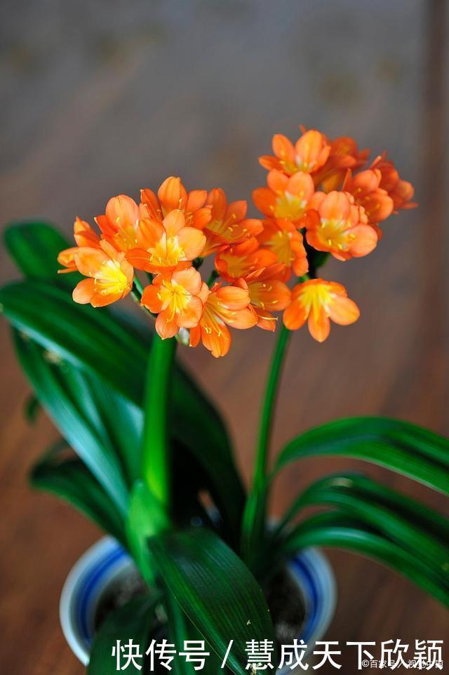 怎样让君子兰一年长出8片叶子他的做法,值得我们学习