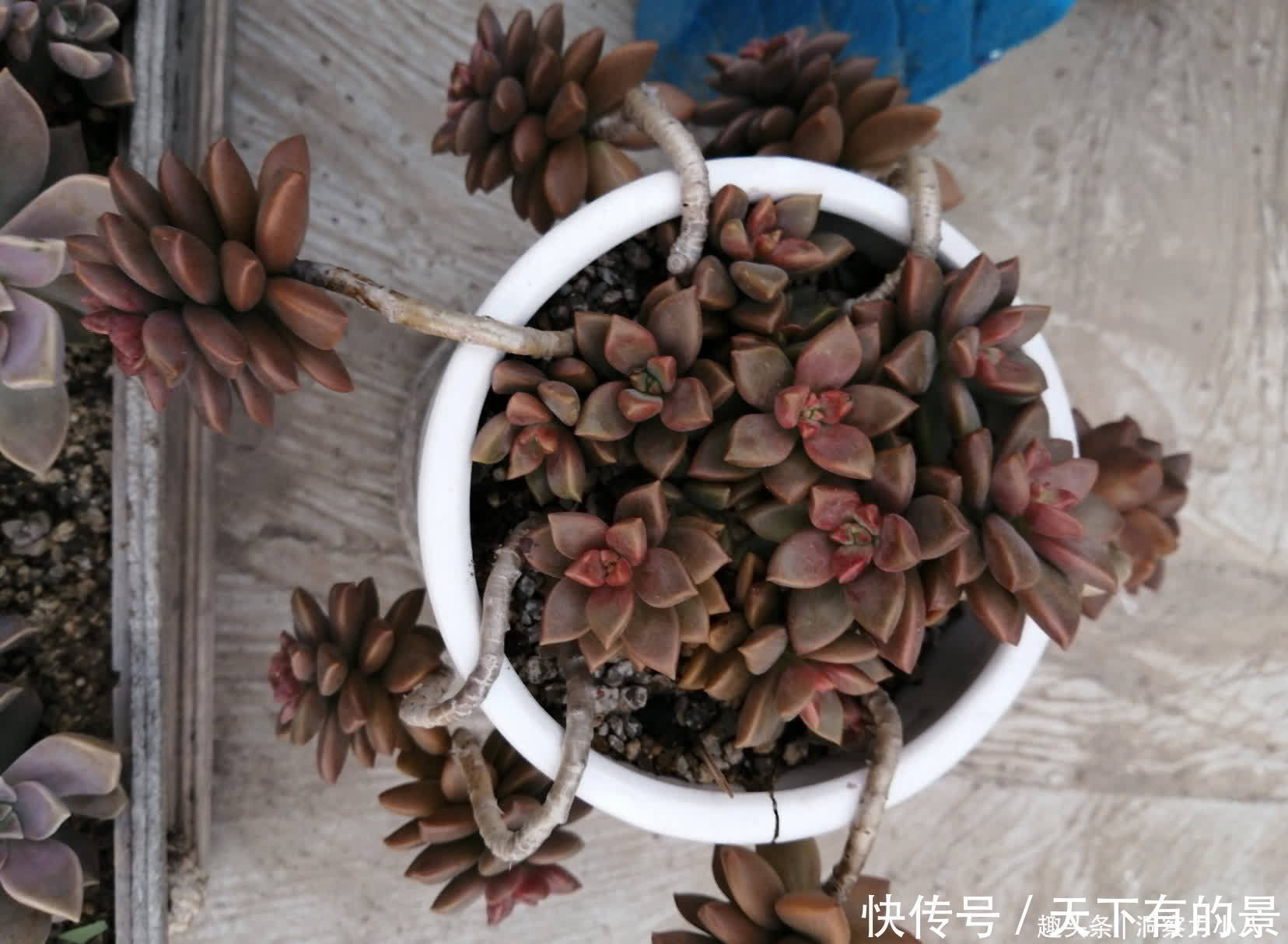 这“三多肉”太强悍，“叶片掉落”就能生根，轻松繁殖出一大片