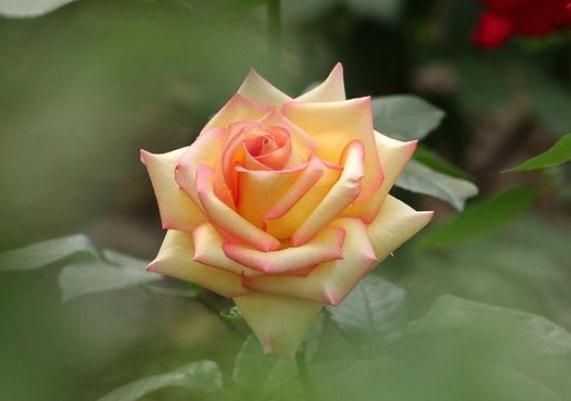 月季天热“洗个澡”，养根、促开花，一年开花比一年旺