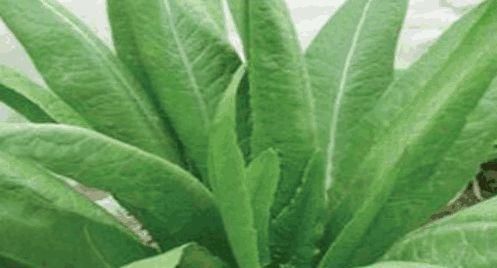 农村里不常见的野菜，具有清热明目，润肠通便，瘦身减肥等功效