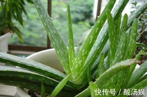 家里有宝宝适合养什么花 家有小孩适合养什么花