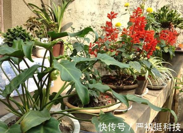 垃圾分类篇4个养花小技巧,让你弄清楚这些垃圾的真正用途