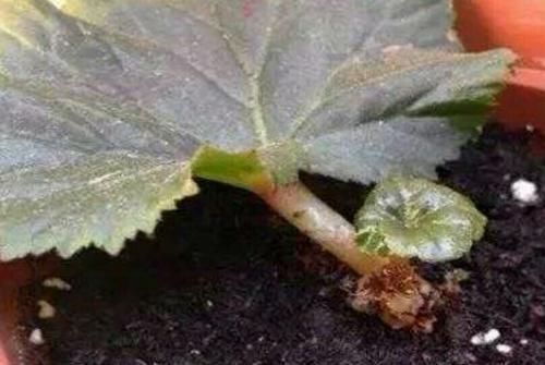 花园|夏天8种花不用买,掐个叶子就能插活,让你的阳台变花园