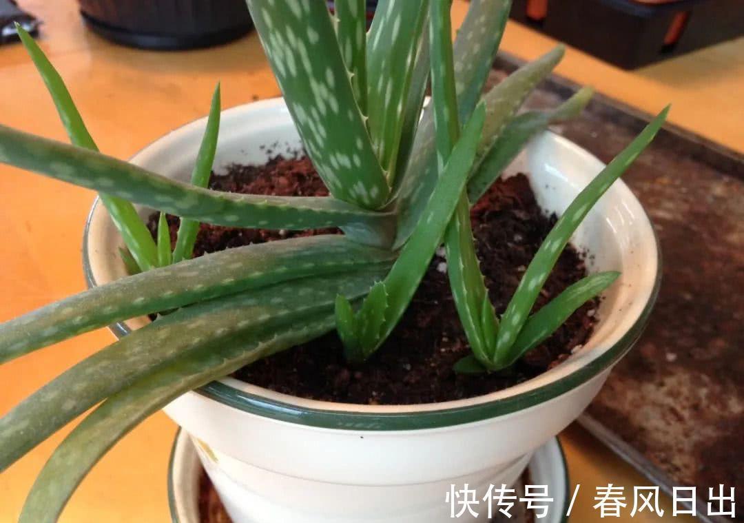 芦荟有什么用途?养护存在哪些方法技巧?