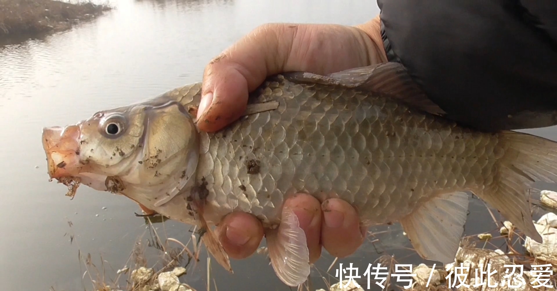 冬季|冬季钓鱼钓深还是钓浅?老钓手总结的经验,想空军都难