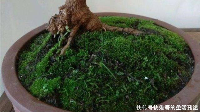 潮湿|养盆景，怎样才能在盆面上长出青苔，增加观赏性！