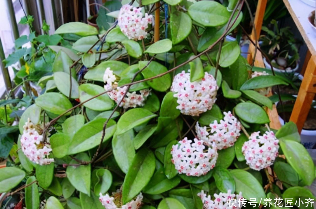 花芽|进入夏季想要球兰开花？学会这个窍门，轻松开满花，香气十足