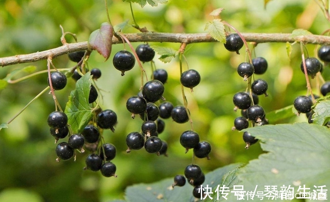 黑加仑|冬天到了,不妨多吃此果,气血好了,肝脏也好了,眼睛更明亮