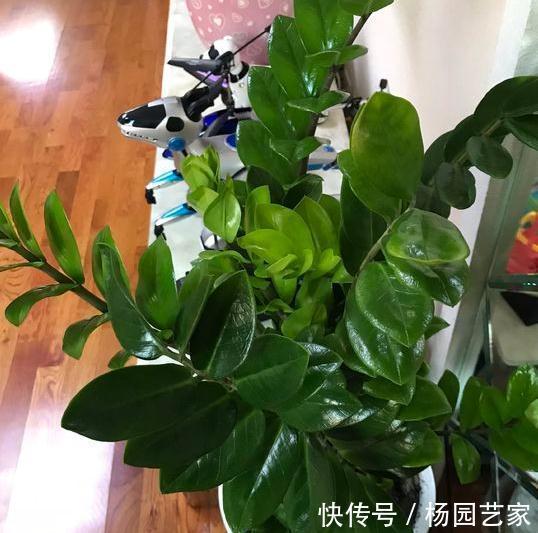 养好金钱树得下狠招，一把剪刀一点酒，枝叶挺直绿油油