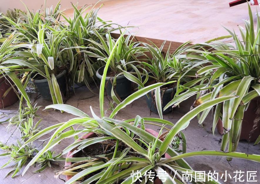 植物|绿化带里的这种土是养花“极品土”,走过路过不能错过!