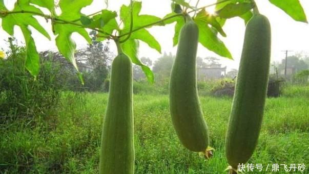 老中医提醒丝瓜与它搭配,就是没病找病,却有很多人偏偏喜欢