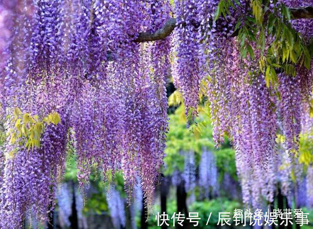 3种“爬墙”植物，种在院子里，就是天然“背景墙”，漂亮又好养