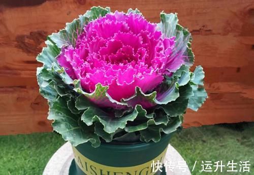 花色|八种以牡丹命名的花卉，开花鲜艳漂亮，颜值高，值得养