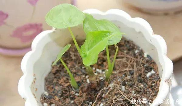 开春别换盆了,这7种东西撒土里,花吃了新叶子呼呼冒!
