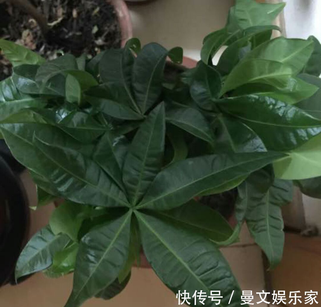 绝招|夏季给发财树换盆到底要不要浇定根水3种换盆方式不同浇水绝招