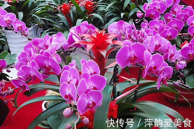 花盆|蝴蝶兰开败了？丢了就是扔钱，3个要点做好，来年蝴蝶花满屋