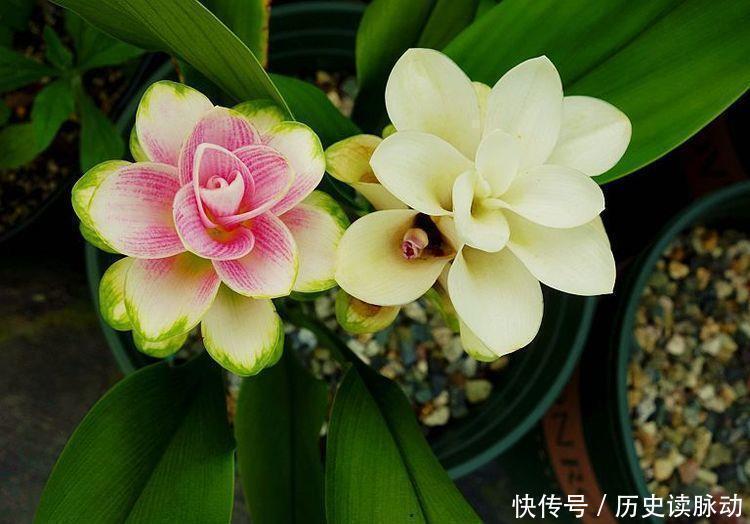 种花|3种花漂亮又芳香,多季开花,很值得栽培