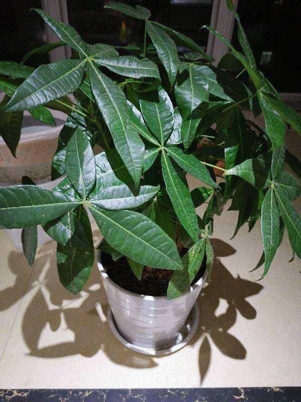 文竹掐个枝,找个瓶子插水里,三天就冒小笋芽