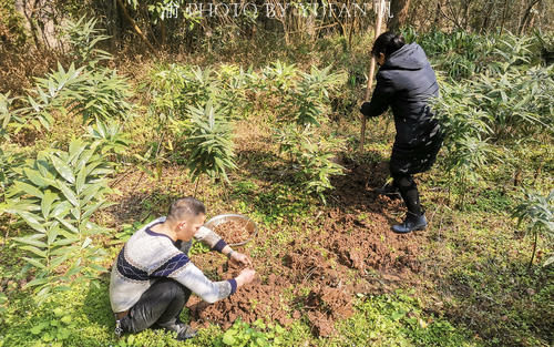 折耳根是云贵川菜系的灵魂，有人却说吃它差点成工伤，你喜欢吗？