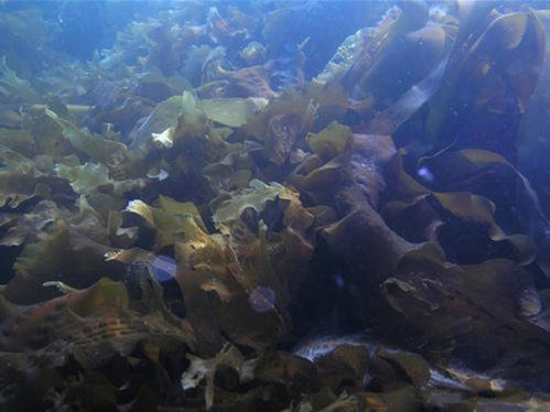 营养物质|高血压的“特效药”找到了，连吃2周，血压直降，比“降压药”强