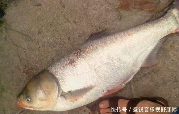 钓友|这东西1块钱1大堆,夏季钓鲢鳙堪称一绝,老钓友常用它,别错过