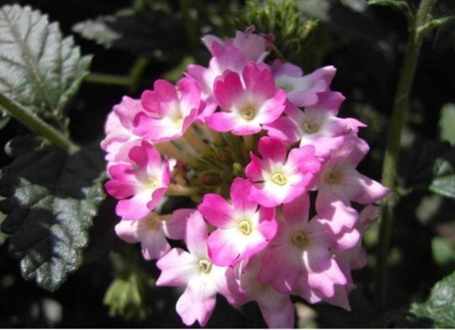 花卉里的“劳模”，3种花全年”开花不断“ ，好养又漂亮，美！