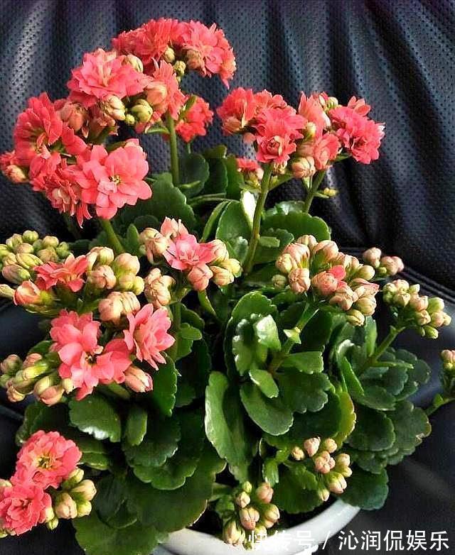 肥料|三盆长寿花同样浇水,同样施肥和光照,两盆开花一盆不开为什么