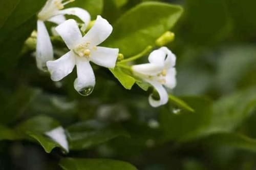 千里香|乡下一种野草，叶子嚼一嚼能治牙疼，晒干了能卤肉，还能当做盆栽