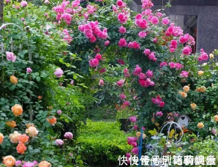 夏天就养4种花,好养易活,开花多,开花200天,家里开成花海!