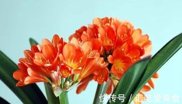 如何判断君子兰需要换盆了,看准这些