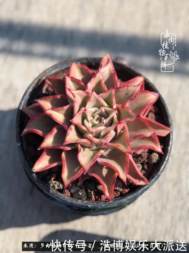 挂区|因为多肉，背井离乡来到开挂区，多肉变好看，小伙变大叔！