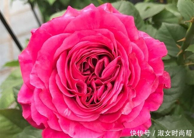 那些被煽情的文案打动,集齐了四系列月季的,你们后悔了吗