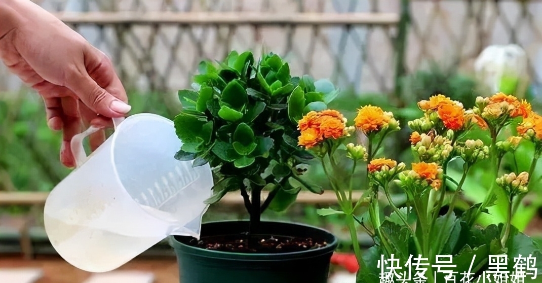 花市上的长寿花满头花苞?原来有“猫腻”,咱也学一学