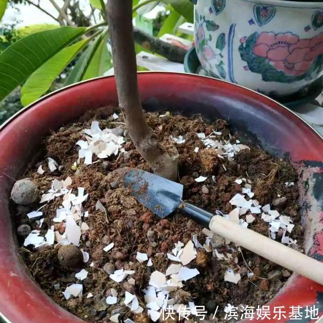 养花|7种“垃圾”不是废物,泡一下水,肥的流油,养花一级棒