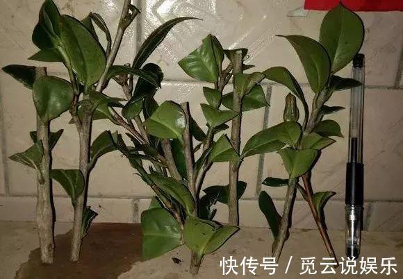 枝条|最近1个月,5种花赶紧“扦插”,生根快、长得旺,错过等明年