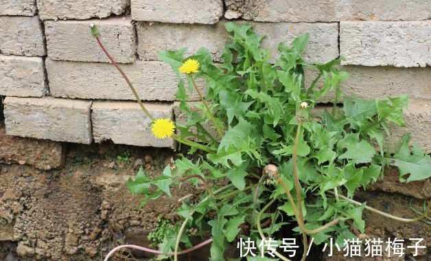 益母草|66种野菜大图片，带你见识不同的野菜和吃法，你想要的野菜这里有