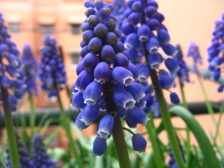 适合秋冬养的花,好养如绿萝,花形奇特漂亮,花香四溢,值得入手