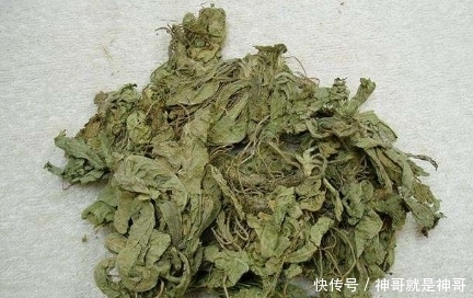 野草|农村最常见的这种野草，煎水熏洗治疗脚气，解毒利尿特有效！