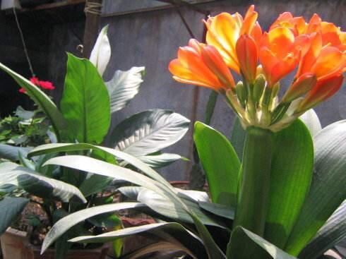 叶片|君子兰,即将“休眠期”,注意3个养护技巧,才能绿油油花苞多!