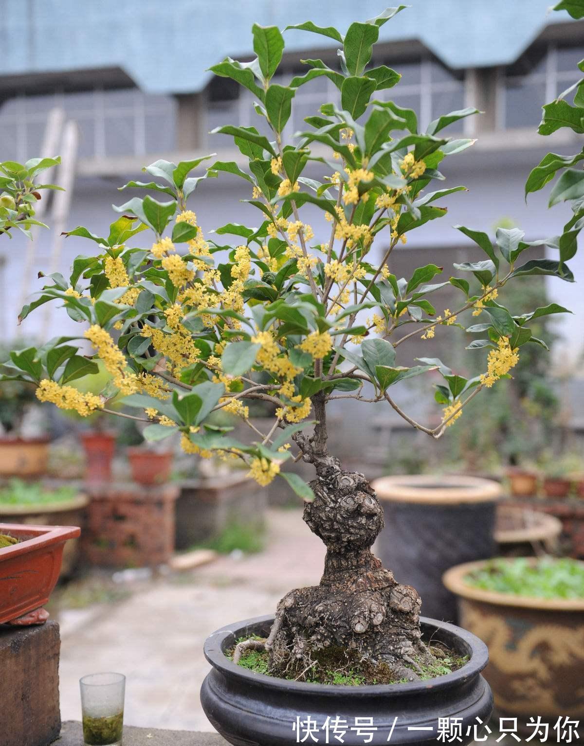 4种“杀菌花”，冬天养几盆，清香漂亮，空气清新，家里人少生病