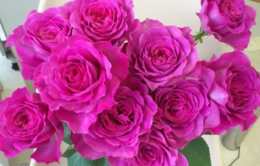 新手养花不如养一盆“伊芙蓝宝石”,花大色艳,花期长适合盆栽养