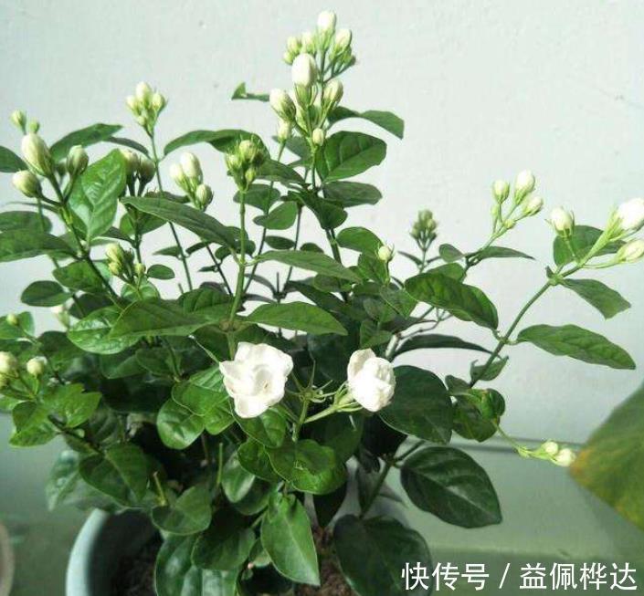 茉莉花干枝黄叶怎么办?1步操作让它焕发第二春,叶绿开花多!